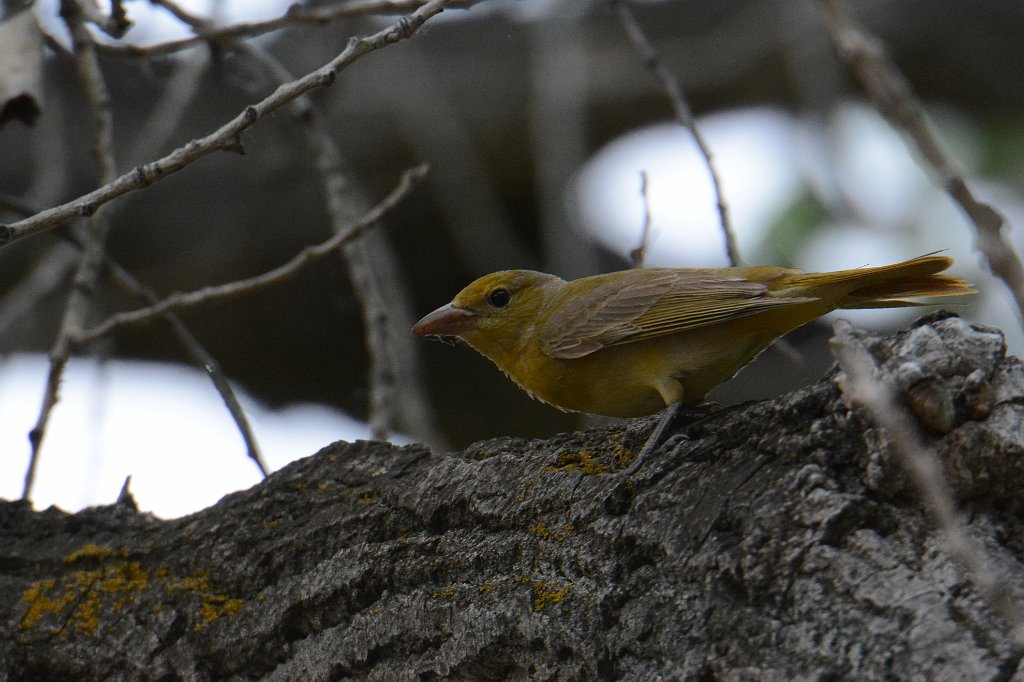 Tanager, Summer, 2015-06050097 Albuquerque, NM.JPG - Summer Tanager (f). Rio Grande Nature Center State Park, Albuquerque, NM, 6-5-2015